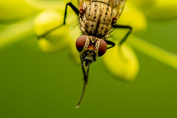 Closeup uienvlieg