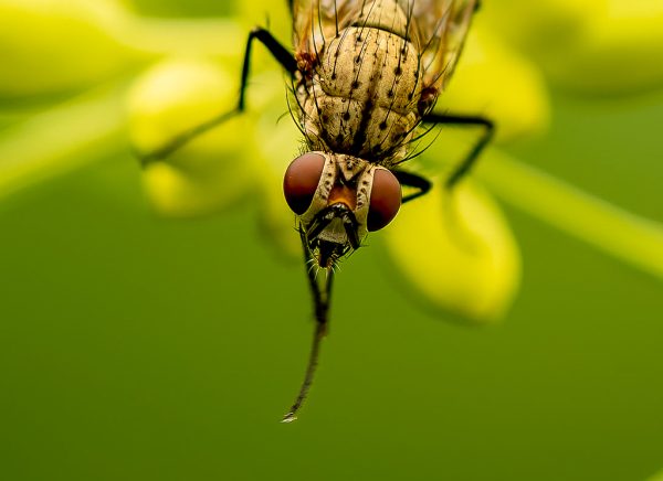 Closeup uienvlieg