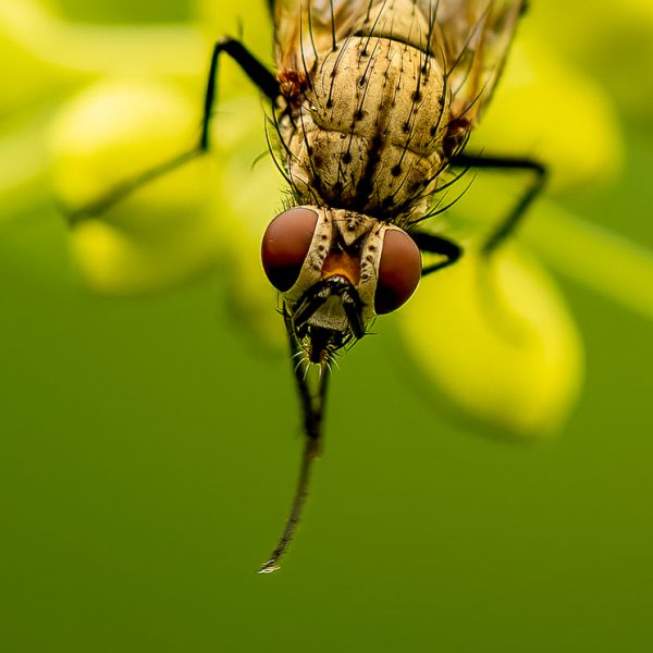 Closeup uienvlieg