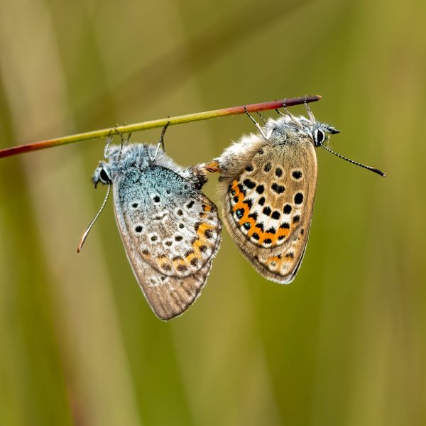 Heideblauwtjes
